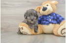 Small Mini Goldendoodle Baby