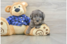 Adorable Golden Retriever Poodle Mix Poodle Mix Puppy