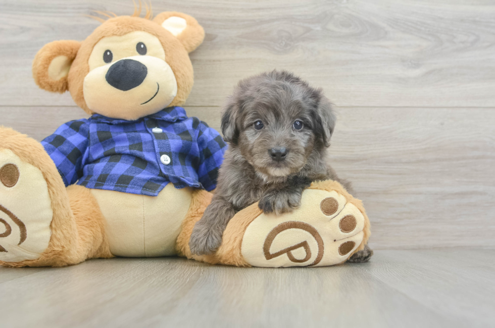 5 week old Mini Goldendoodle Puppy For Sale - Premier Pups