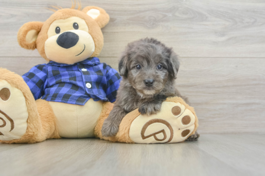 Adorable Golden Retriever Poodle Mix Poodle Mix Puppy