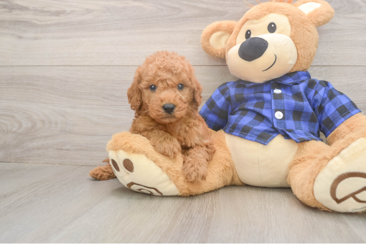 Sweet Mini Goldendoodle Baby