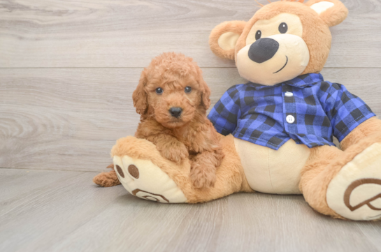 Sweet Mini Goldendoodle Baby