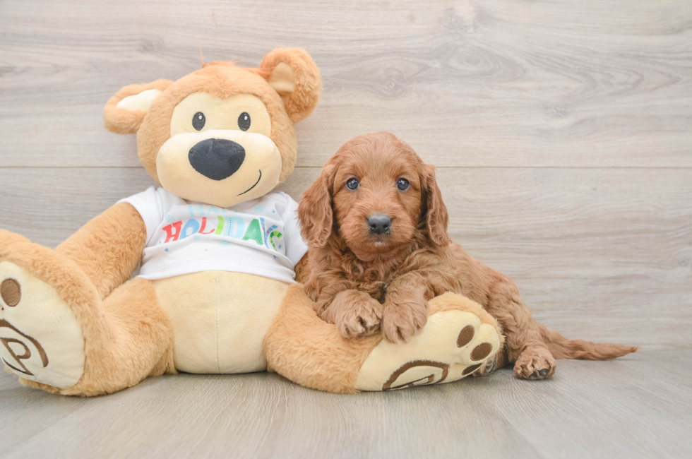5 week old Mini Goldendoodle Puppy For Sale - Premier Pups