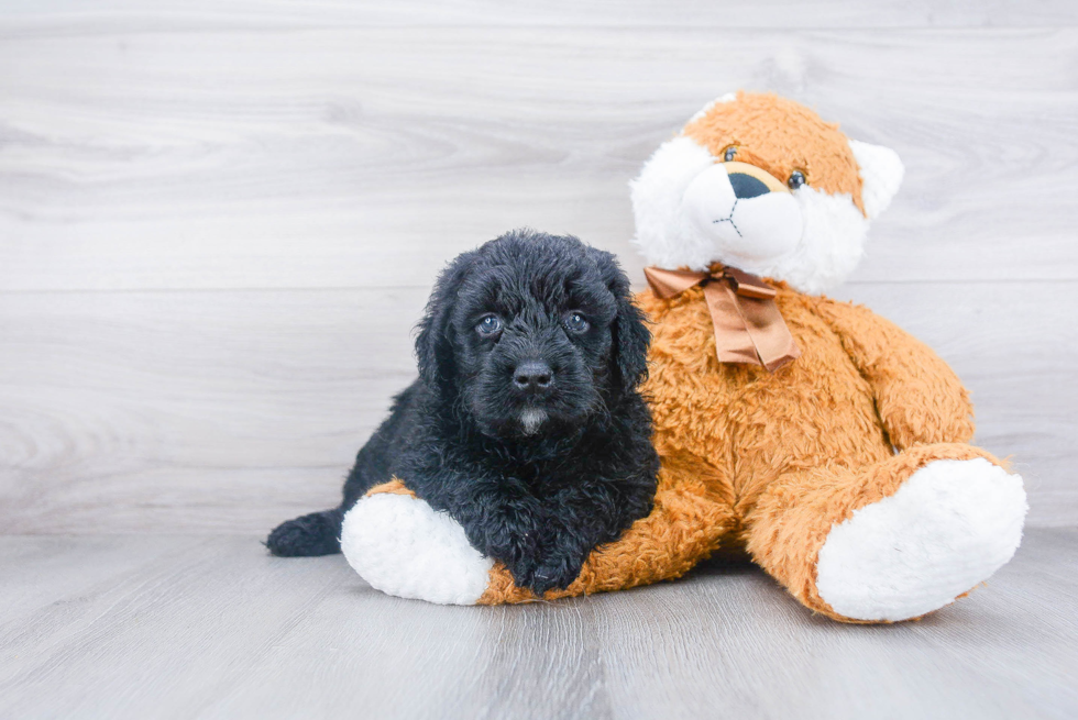 Hypoallergenic Golden Retriever Poodle Mix Puppy