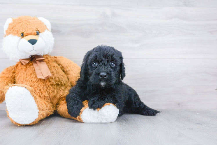 Friendly Mini Goldendoodle Baby