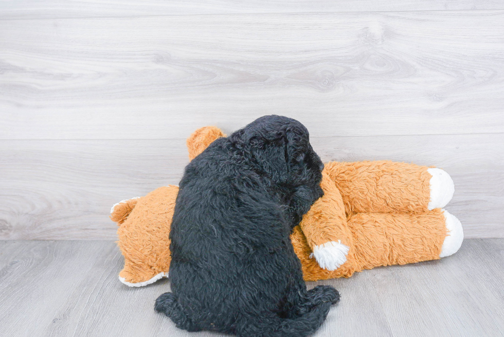 Friendly Mini Goldendoodle Baby