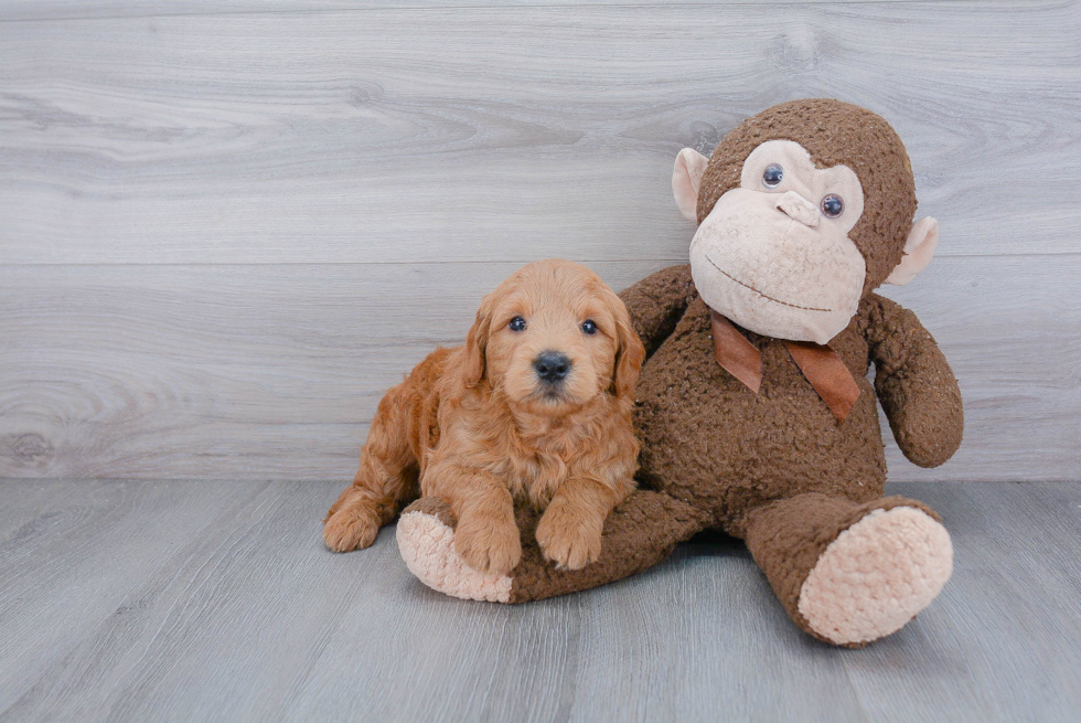 Adorable Golden Retriever Poodle Mix Puppy