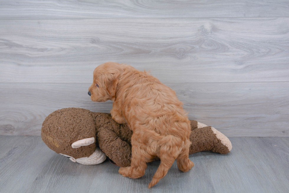 Mini Goldendoodle Puppy for Adoption