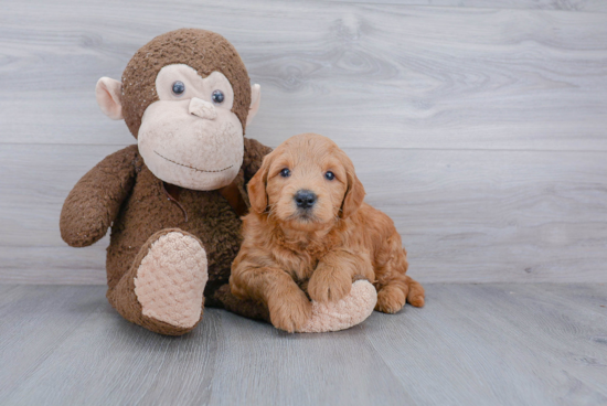 Mini Goldendoodle Pup Being Cute