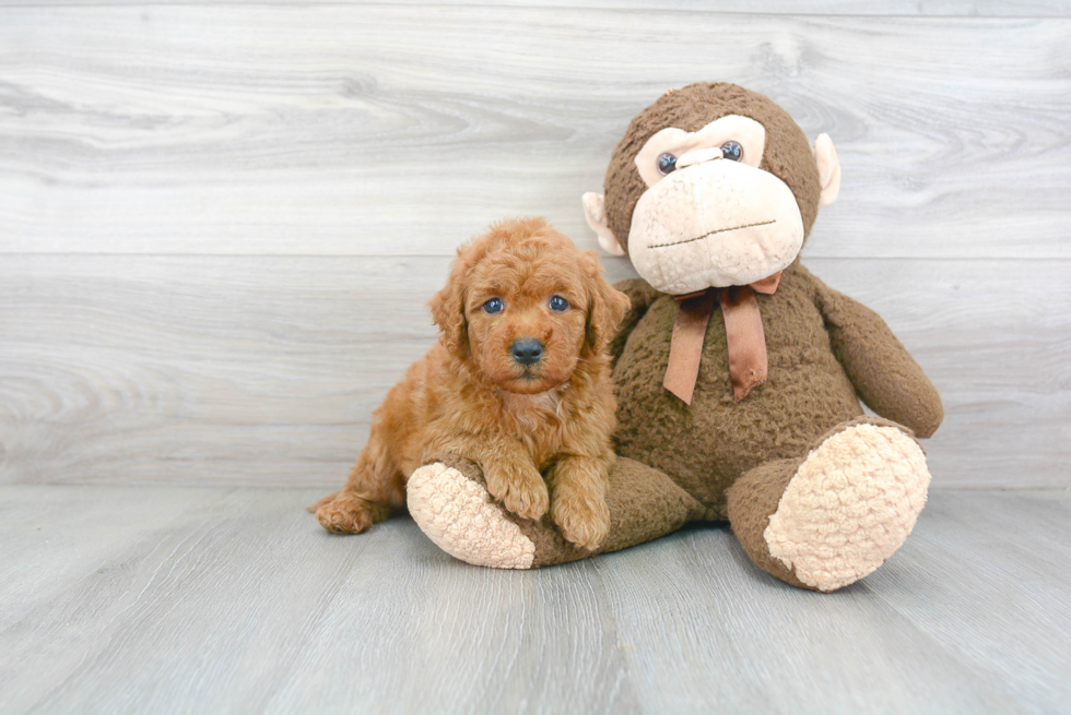 Friendly Mini Goldendoodle Baby