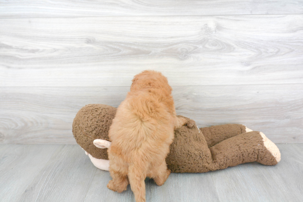 Mini Goldendoodle Puppy for Adoption