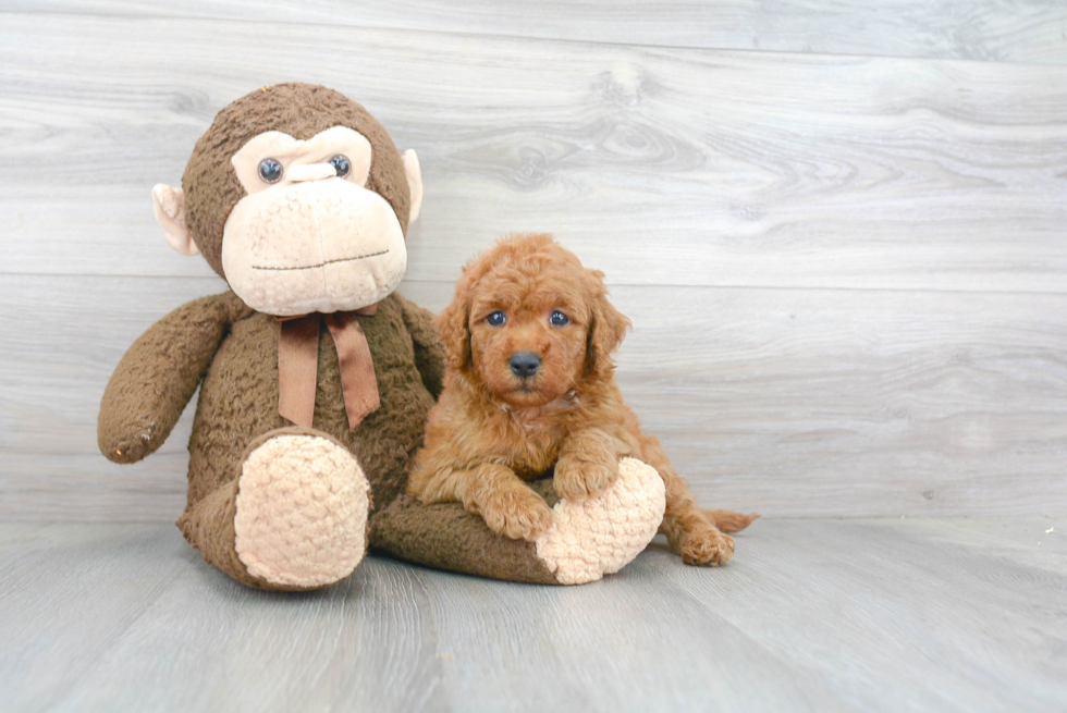 Little Golden Retriever Poodle Mix Puppy