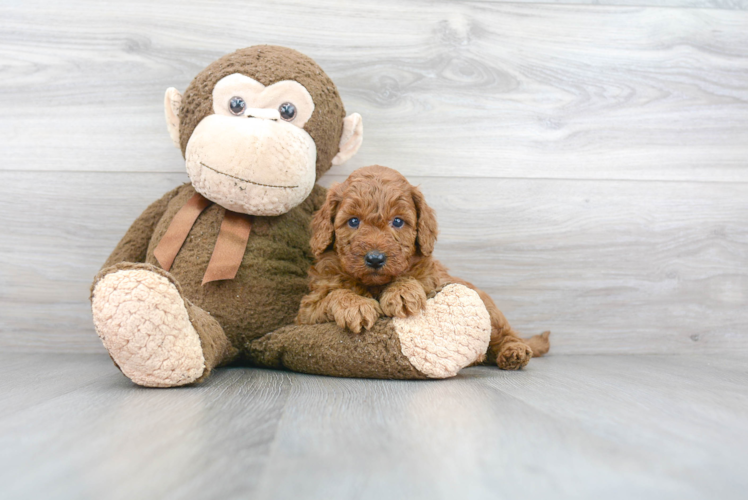 Happy Mini Goldendoodle Baby