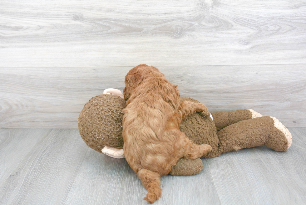 Mini Goldendoodle Puppy for Adoption