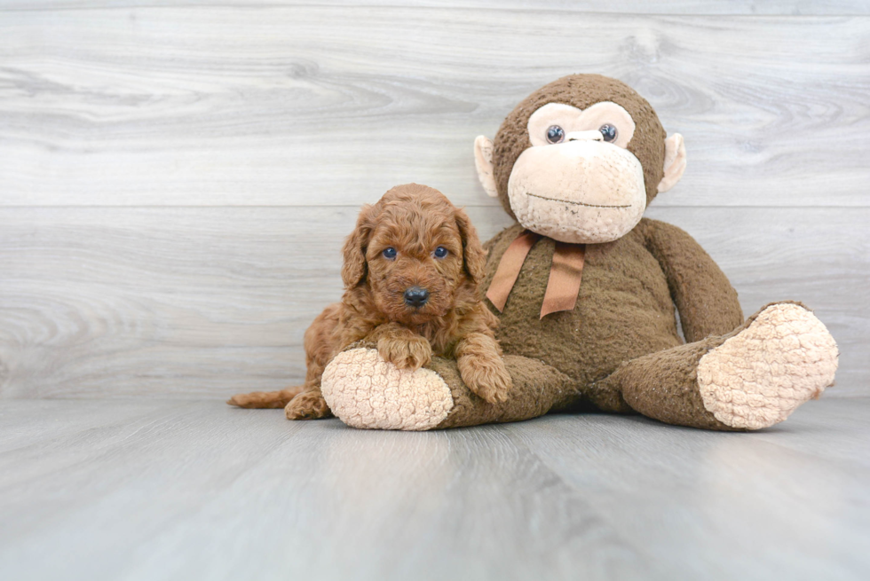 Energetic Golden Retriever Poodle Mix Puppy