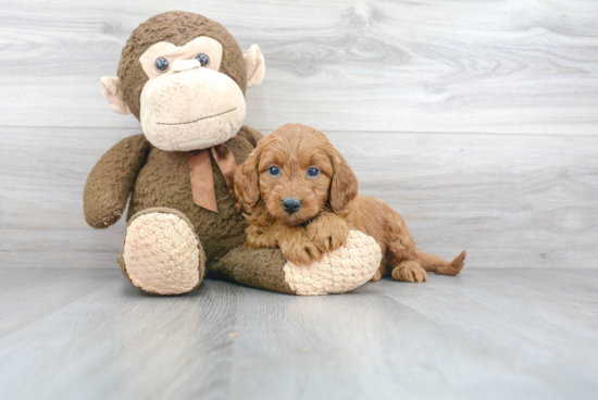 Mini Goldendoodle Pup Being Cute