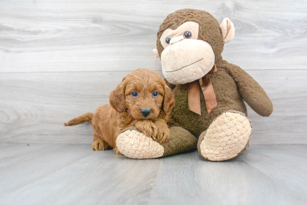 Funny Mini Goldendoodle Poodle Mix Pup