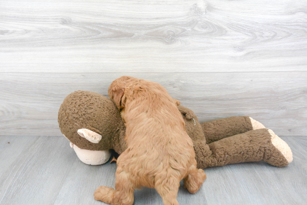 Mini Goldendoodle Puppy for Adoption