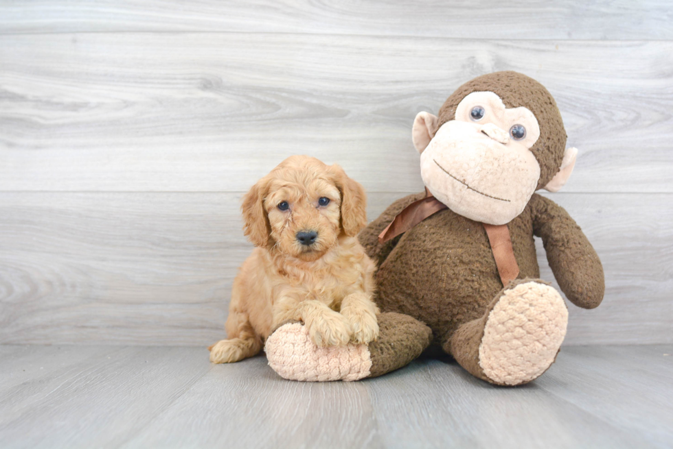 Mini Goldendoodle Puppy for Adoption