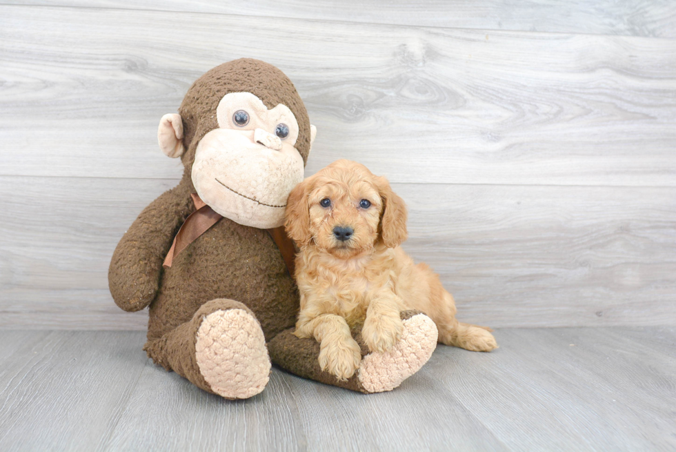 Happy Mini Goldendoodle Baby