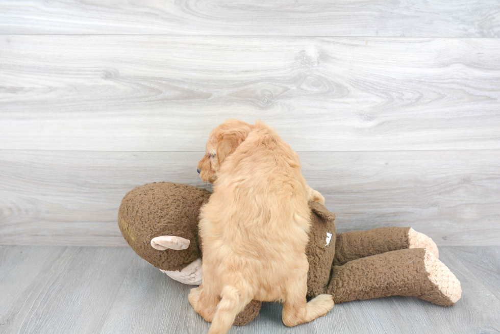 Smart Mini Goldendoodle Poodle Mix Pup