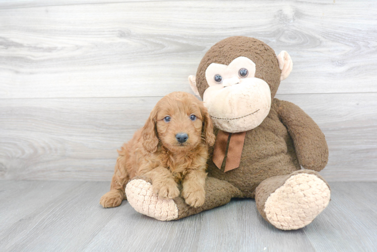 Mini Goldendoodle Puppy for Adoption