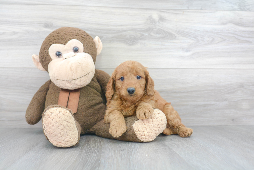 Mini Goldendoodle Puppy for Adoption