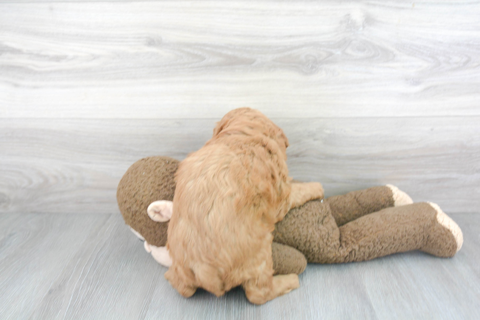 Best Mini Goldendoodle Baby