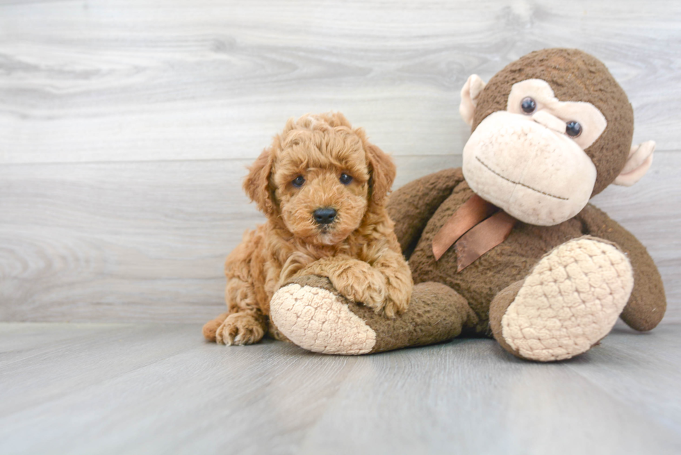 Mini Goldendoodle Puppy for Adoption