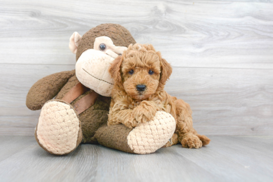 Mini Goldendoodle Puppy for Adoption