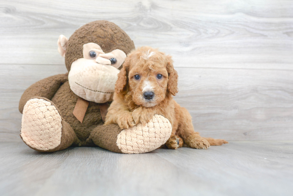 Happy Mini Goldendoodle Baby