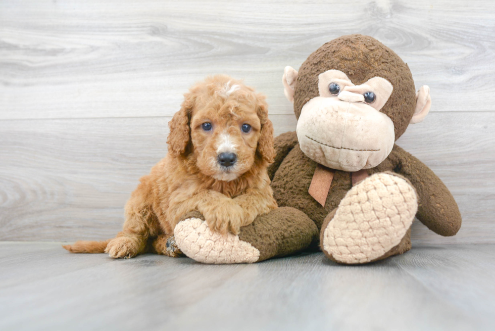 Smart Mini Goldendoodle Poodle Mix Pup