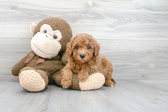 Smart Mini Goldendoodle Poodle Mix Pup