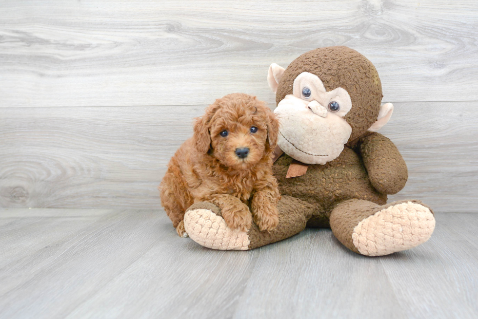 Fluffy Mini Goldendoodle Poodle Mix Pup