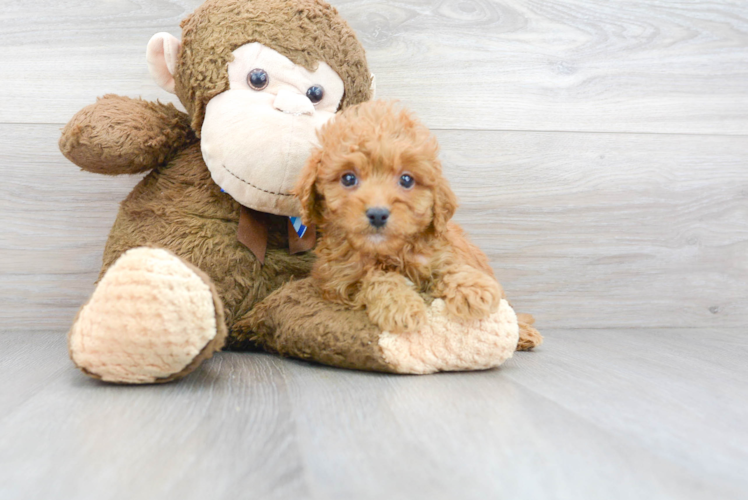 Mini Goldendoodle Pup Being Cute