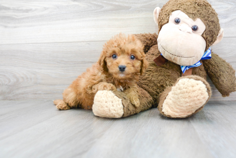 Smart Mini Goldendoodle Poodle Mix Pup