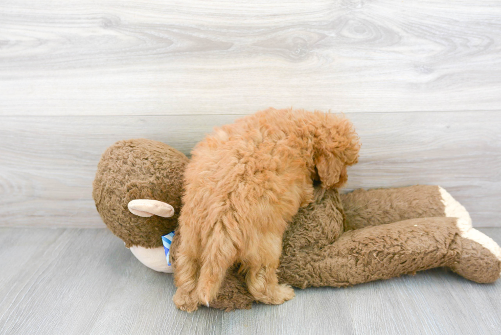 Popular Mini Goldendoodle Poodle Mix Pup