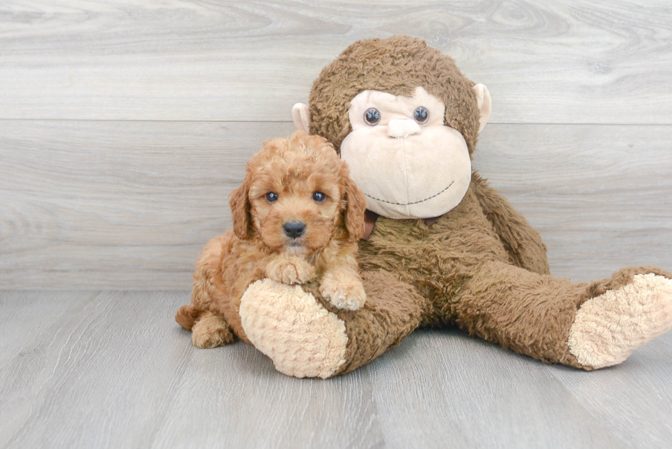 Fluffy Mini Goldendoodle Poodle Mix Pup