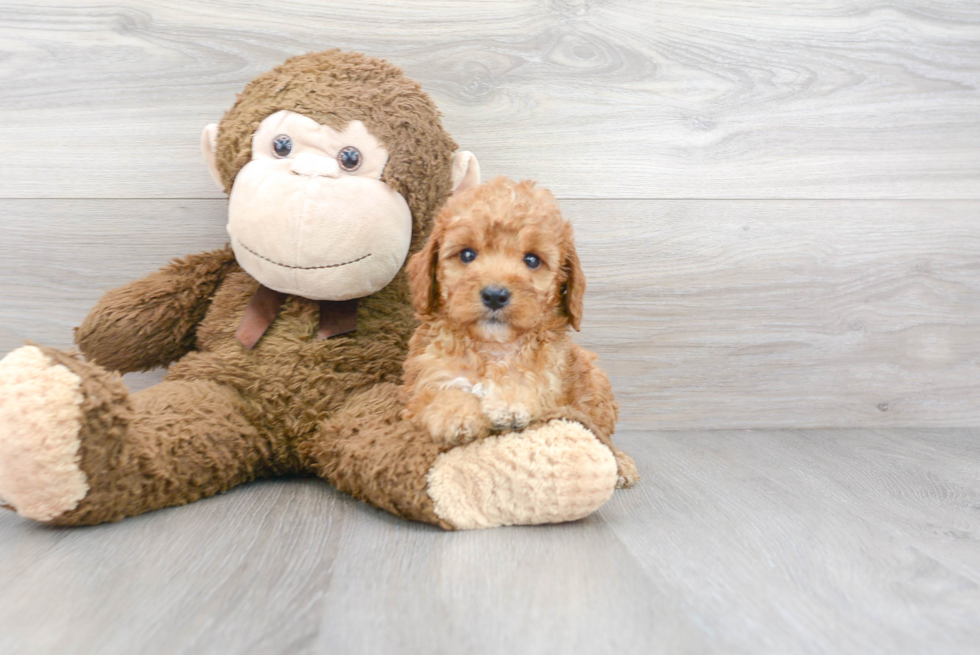 Smart Mini Goldendoodle Poodle Mix Pup