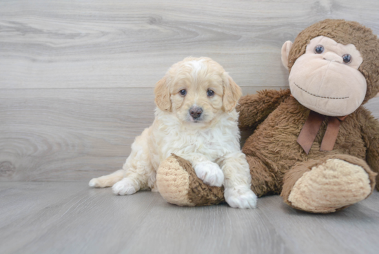 Mini Goldendoodle Puppy for Adoption