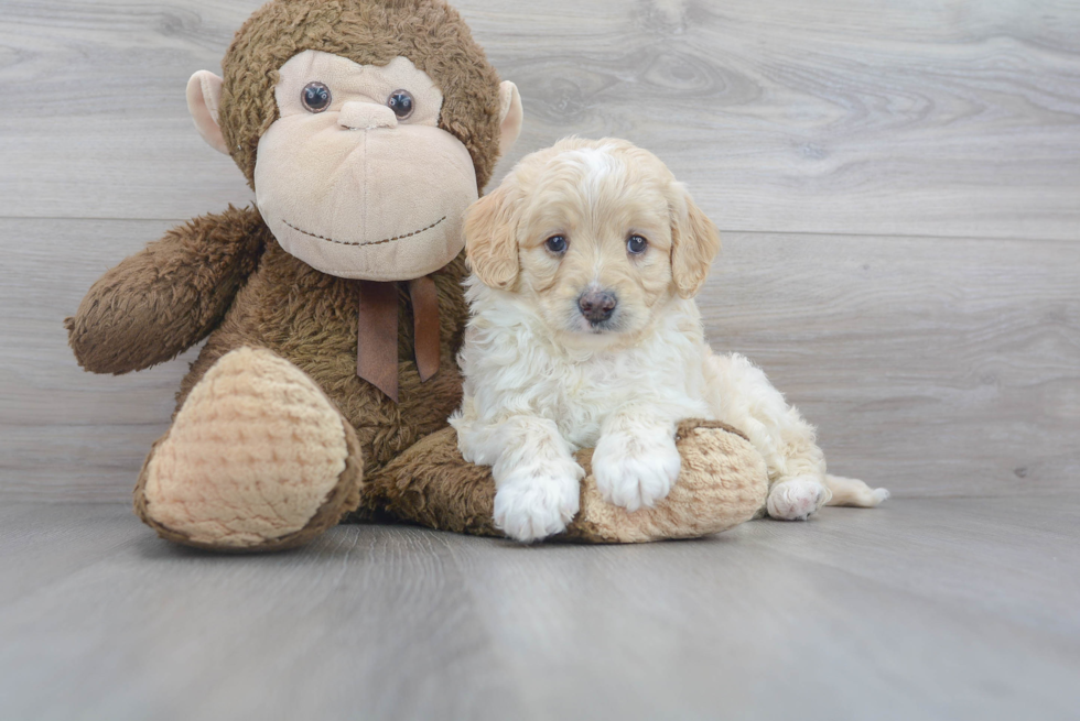 Best Mini Goldendoodle Baby