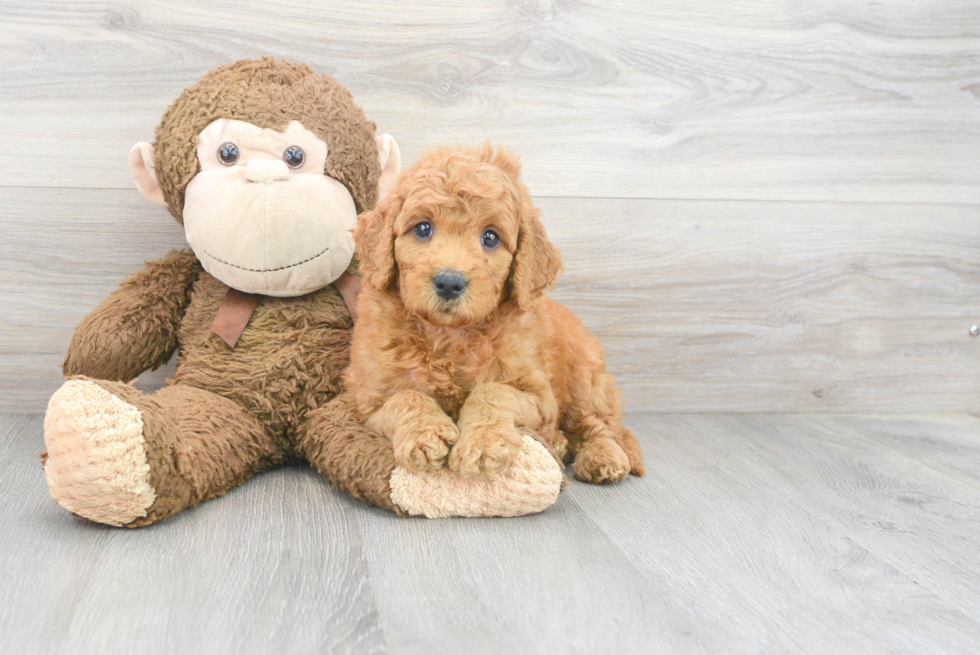 Mini Goldendoodle Pup Being Cute