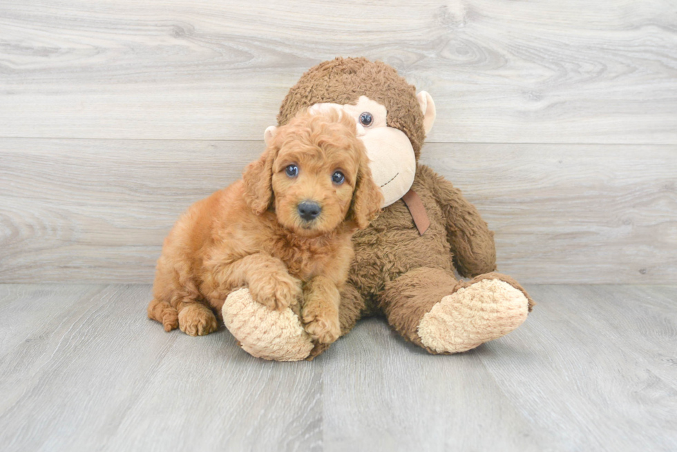 Mini Goldendoodle Pup Being Cute