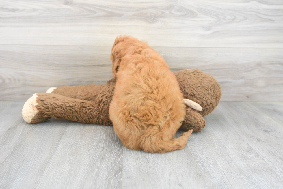 Mini Goldendoodle Pup Being Cute