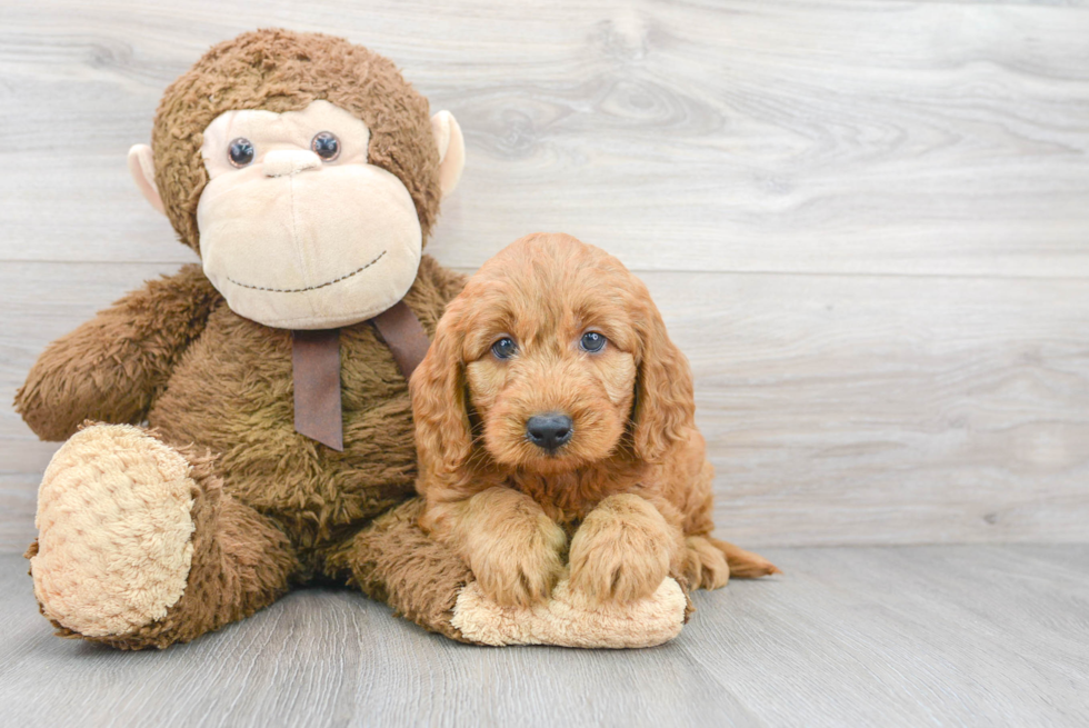 Cute Mini Goldendoodle Baby