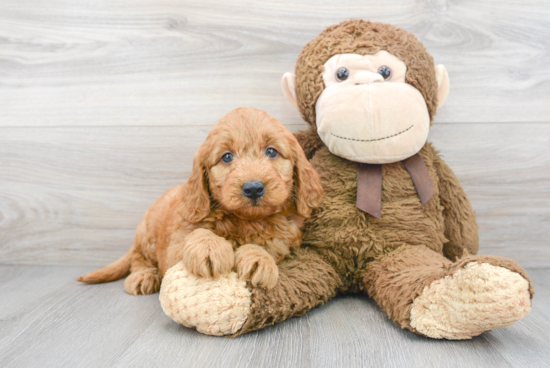 Energetic Golden Retriever Poodle Mix Puppy