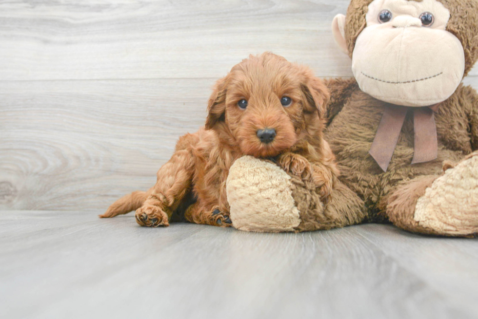 Cute Mini Goldendoodle Baby