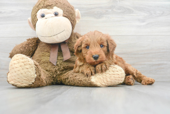 Mini Goldendoodle Puppy for Adoption