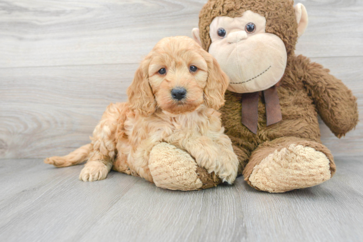 Playful Golden Retriever Poodle Mix Puppy