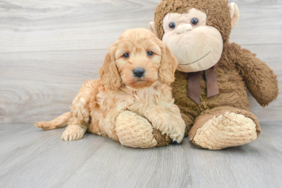 Playful Golden Retriever Poodle Mix Puppy